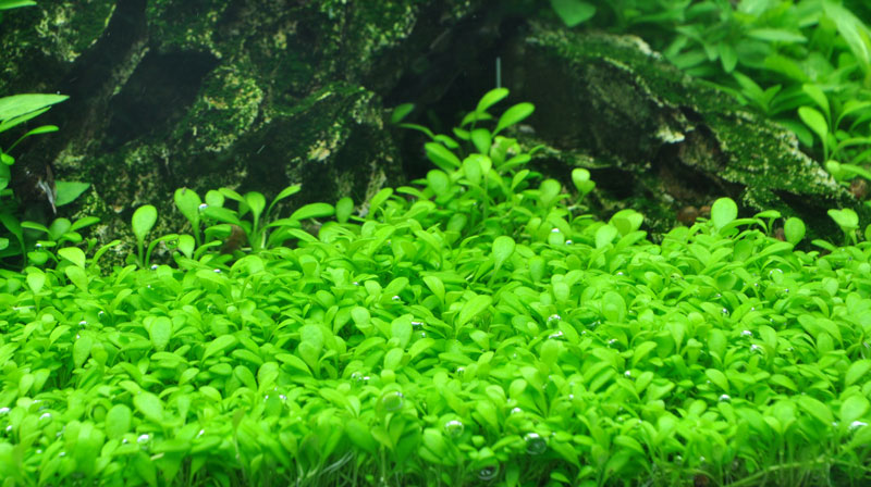Layout 9 (36 L)