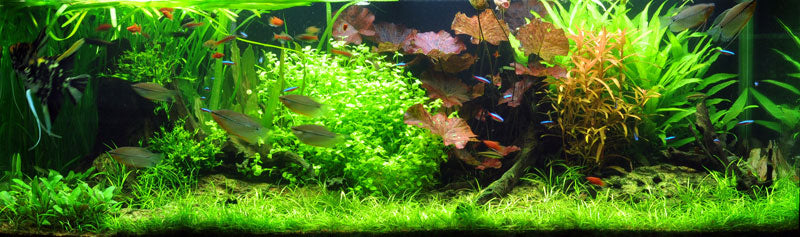 Layout 18 (297 L)