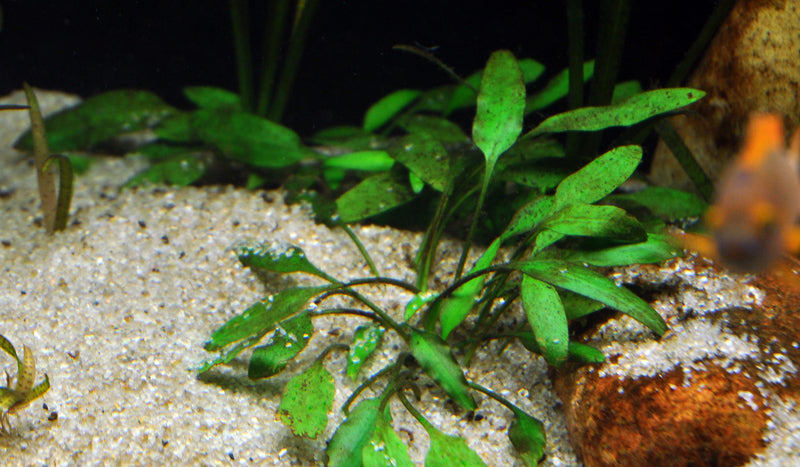 Layout 21 (325 L)