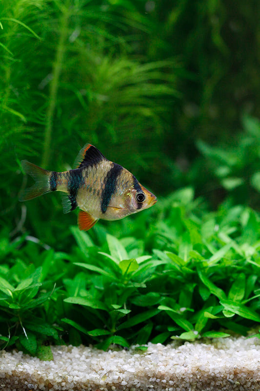 Layout 22 (160 L)