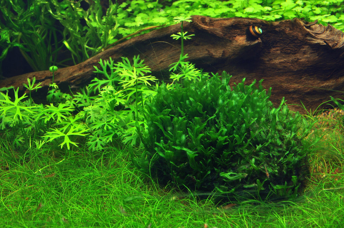 Layout 35 (360 L)