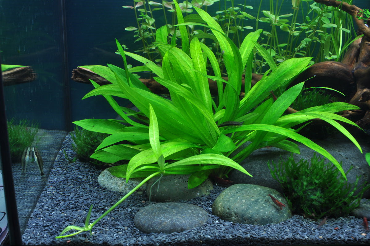 Layout 36 (54 L)