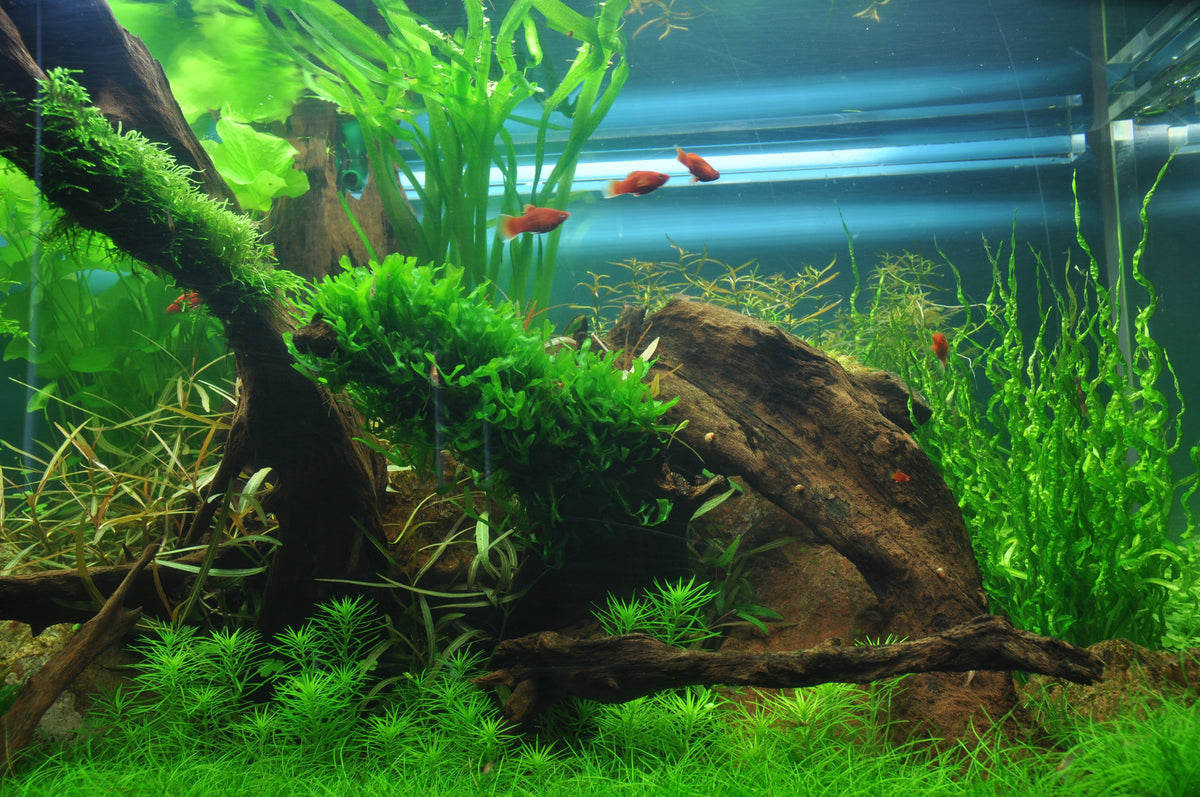 Layout 38 (225 L)