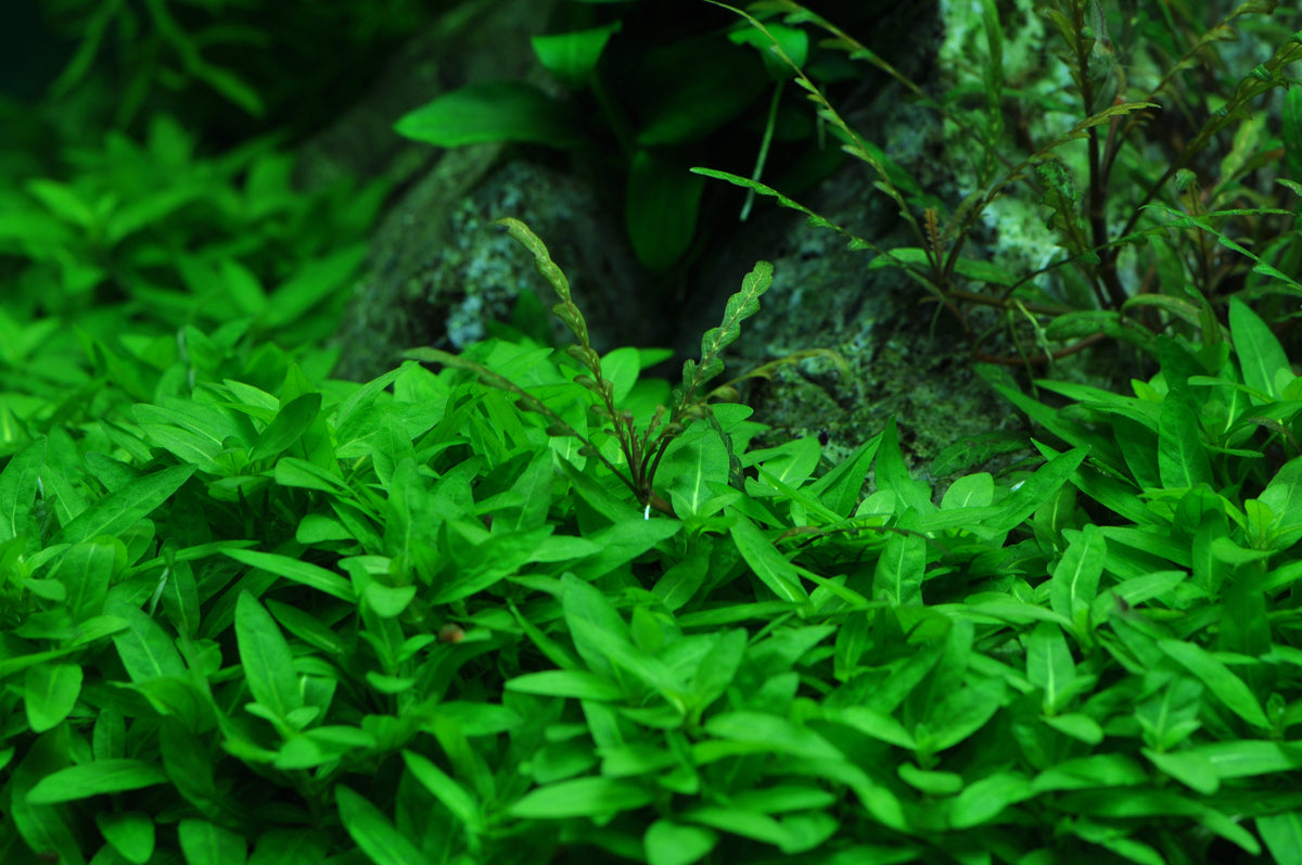Layout 40 (125 L)