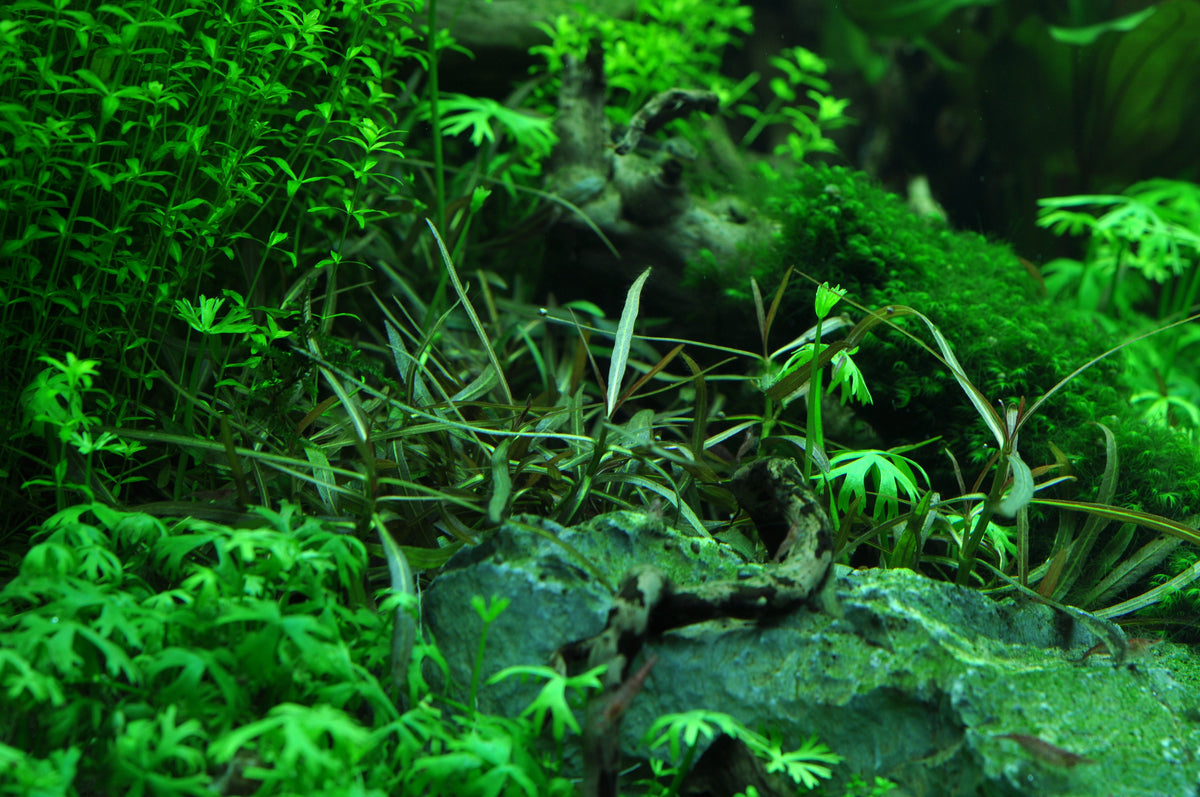 Layout 41 (180 L)