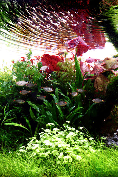 Layout 45 (180 L)