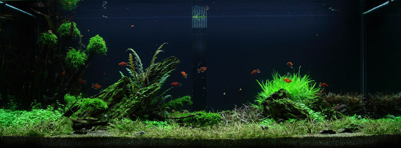 Layout 50 (300 L)