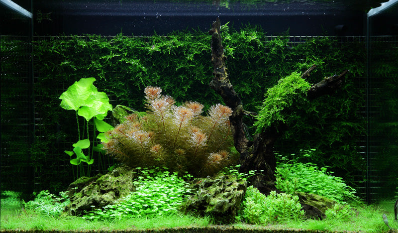 Layout 64 (100 L)