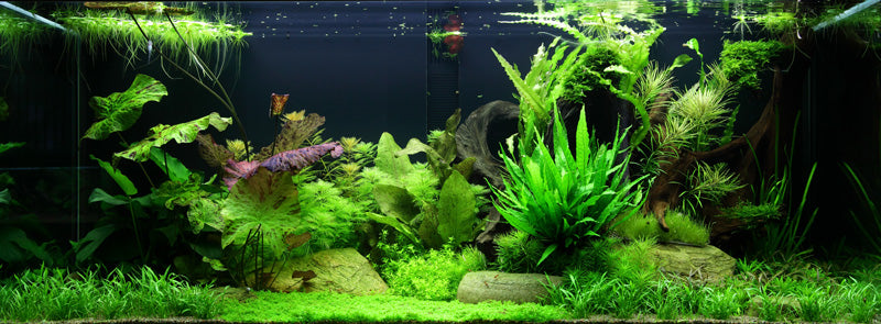 Layout 65 (300 L)