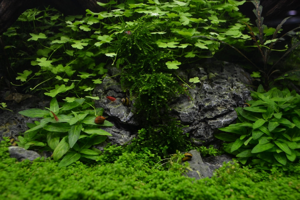 Layout 76 (182 L)
