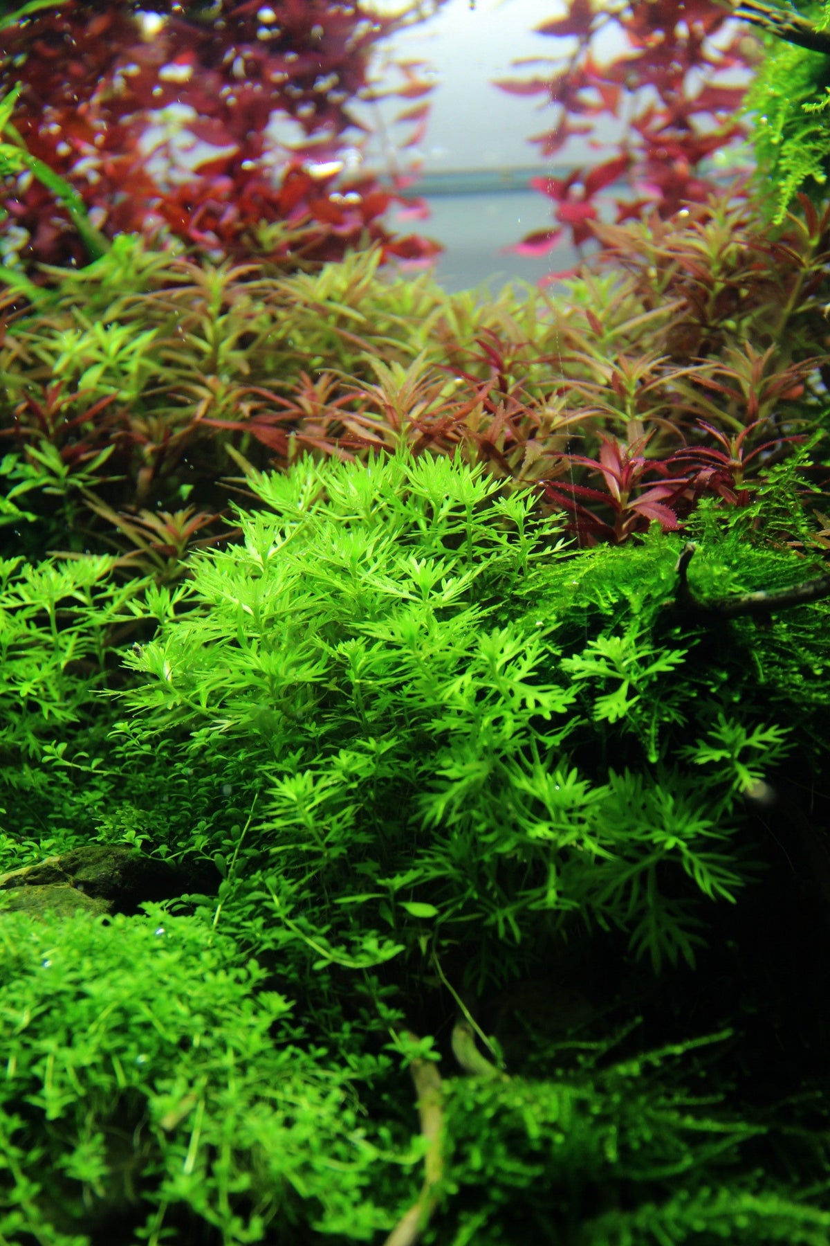 Layout 83 (100 L)