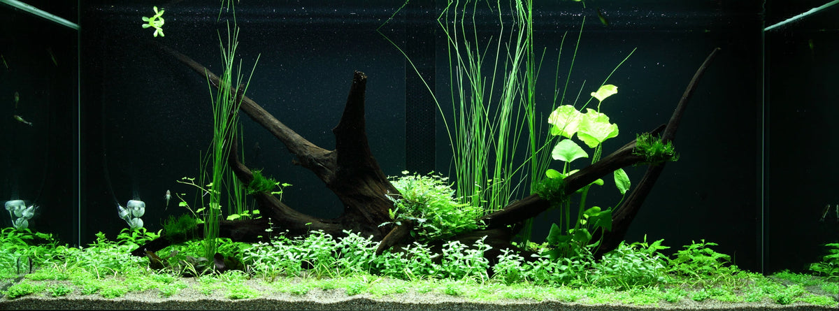 Layout 97 (300 L)