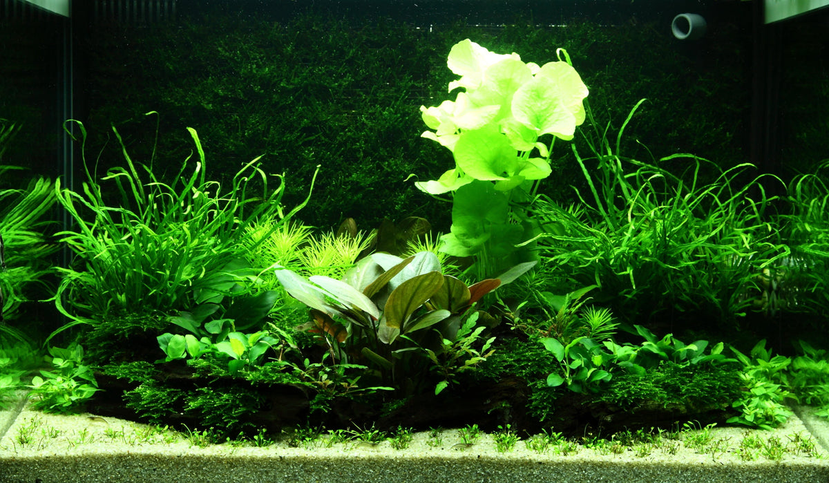 Layout 98 (100 L)
