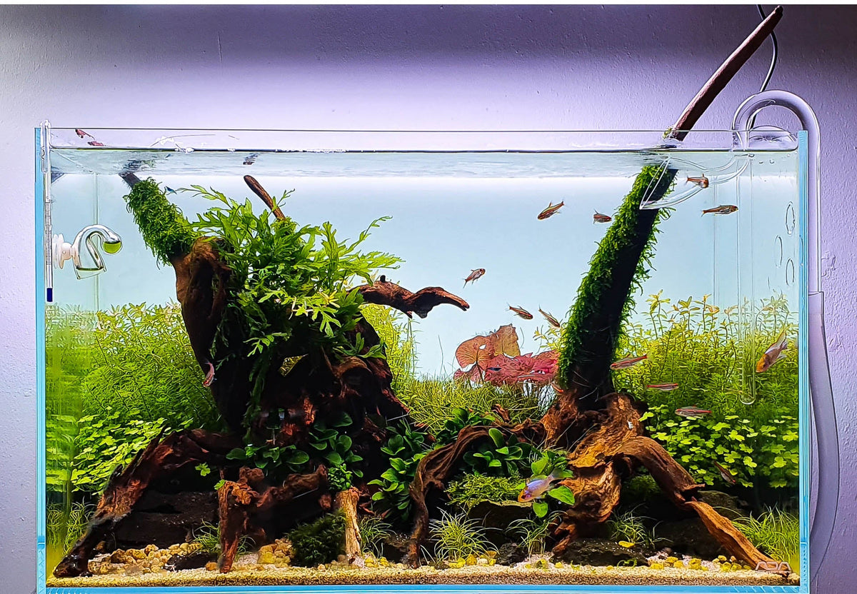 Layout 125 (54 L)