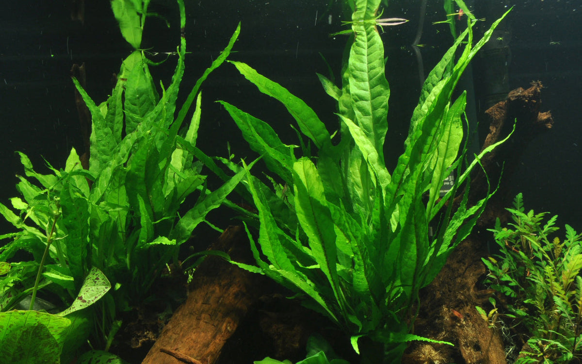 Microsorum pteropus