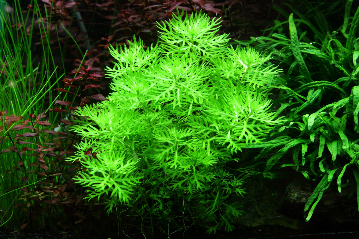 Hottonia palustris