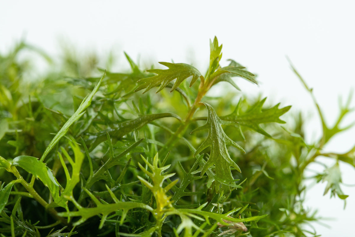 Proserpinaca palustris