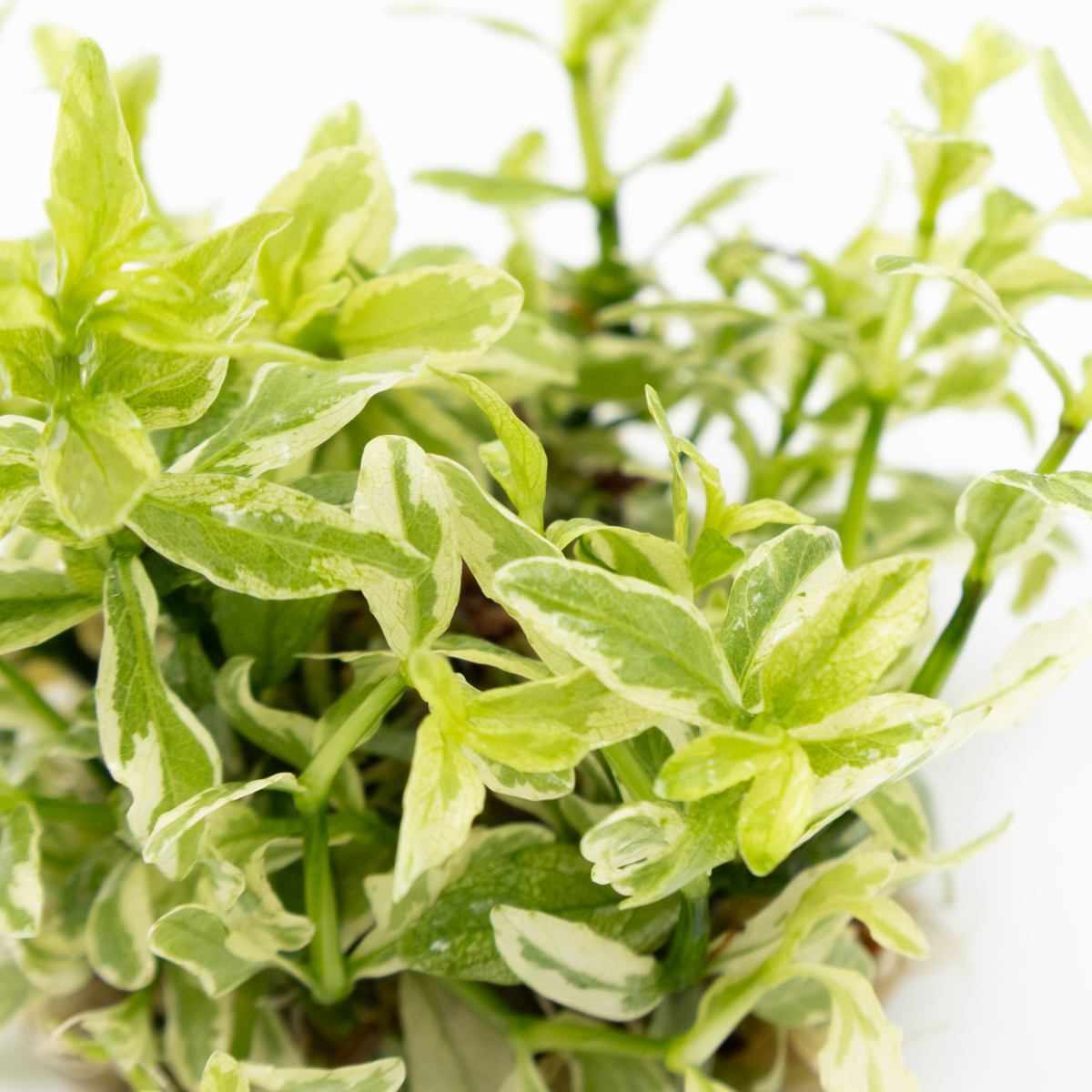 Hygrophila polysperma 'White'
