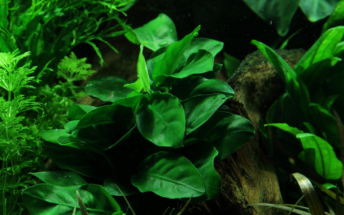Anubias barteri nana