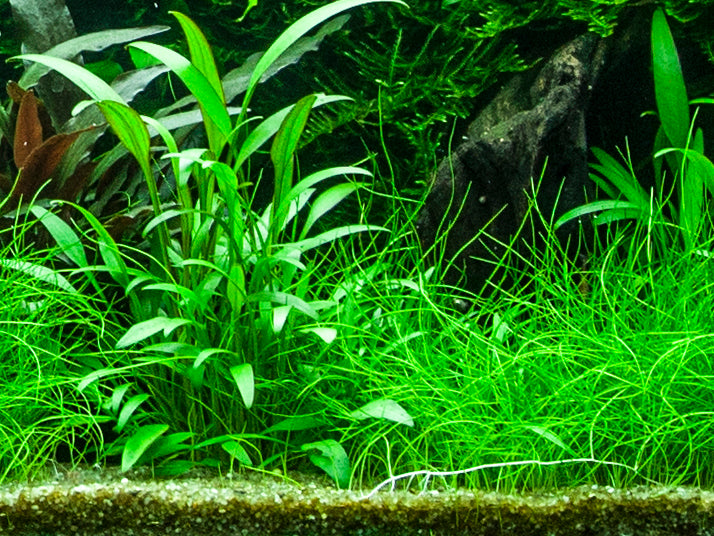 Cryptocoryne x willisii