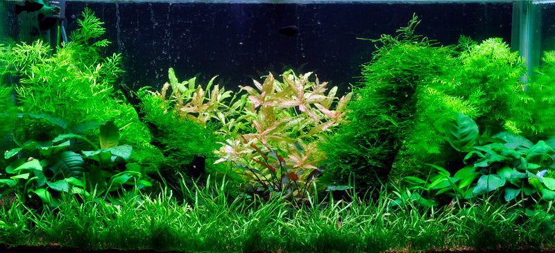 Layout 2 (128 L)
