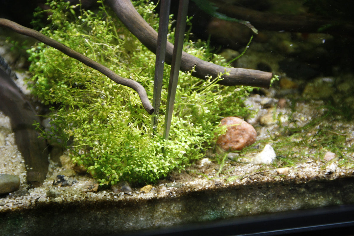 Layout 29 (30 L)