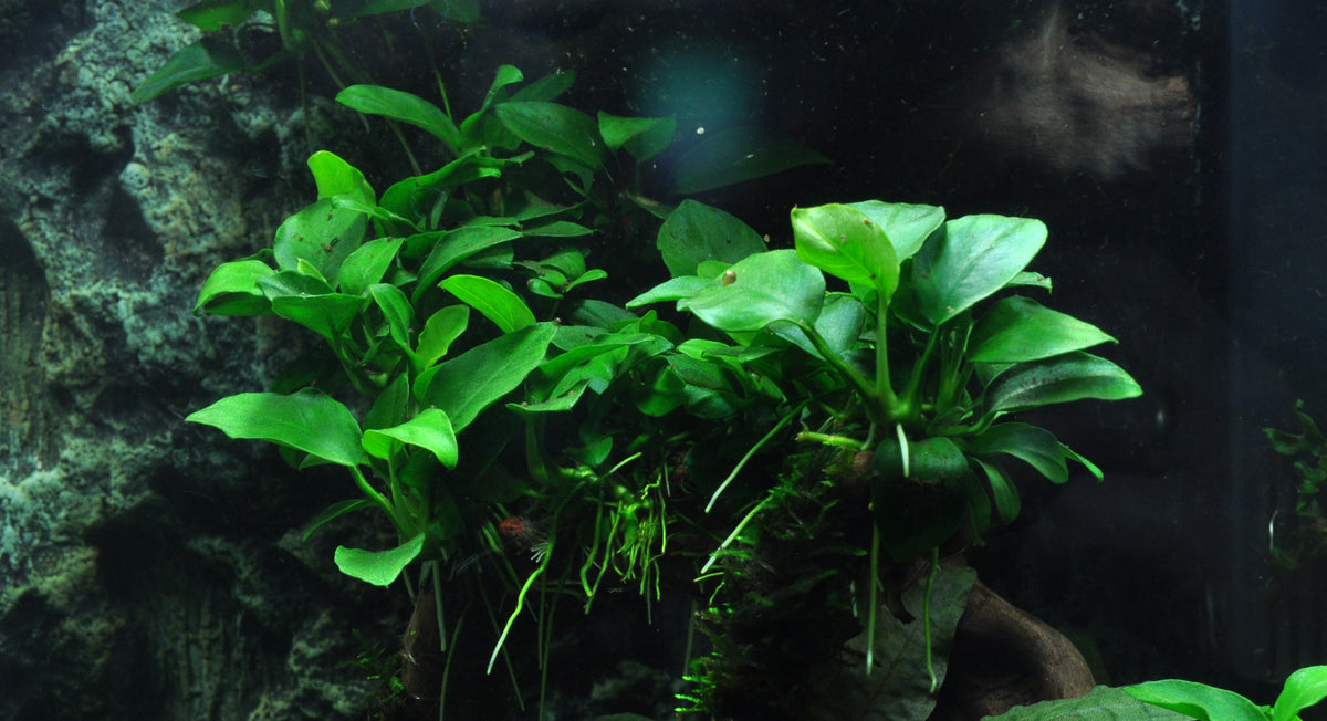 Layout 39 (30 L)