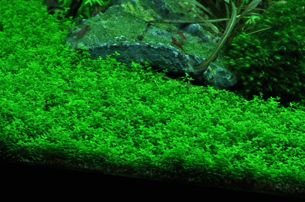 Layout 41 (180 L)