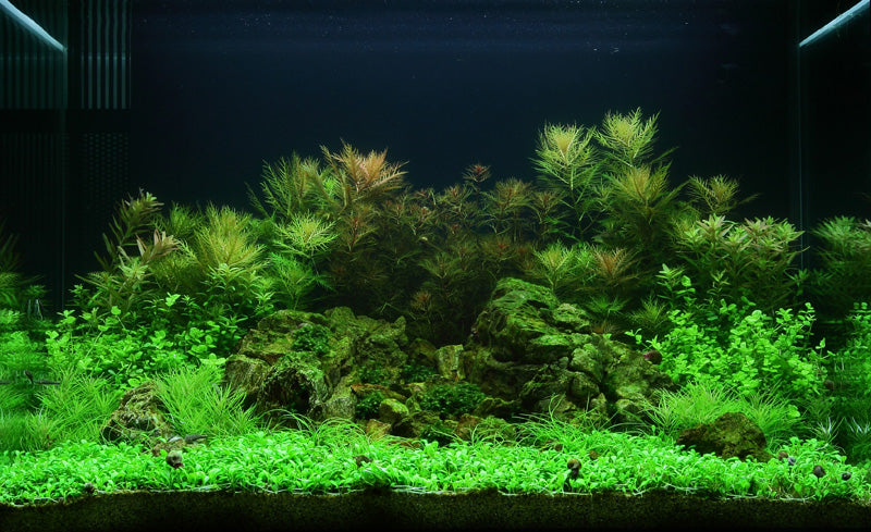 Layout 51 (100 L)