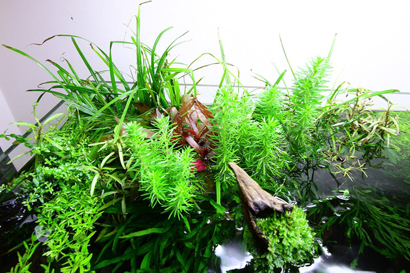 Layout 73 (122 L)