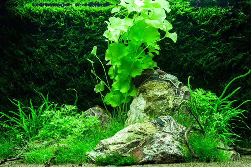 Layout 74 (100 L)