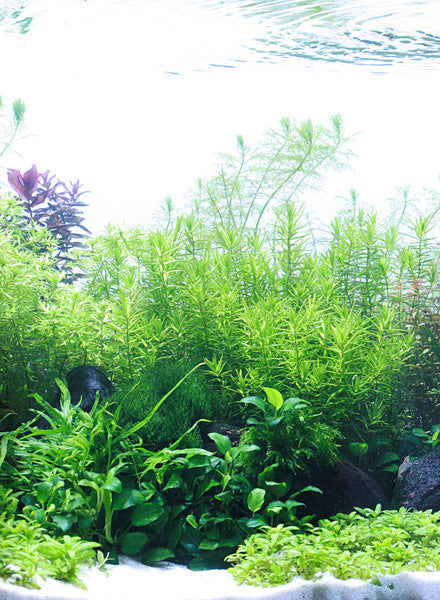 Layout 84 (250 L)