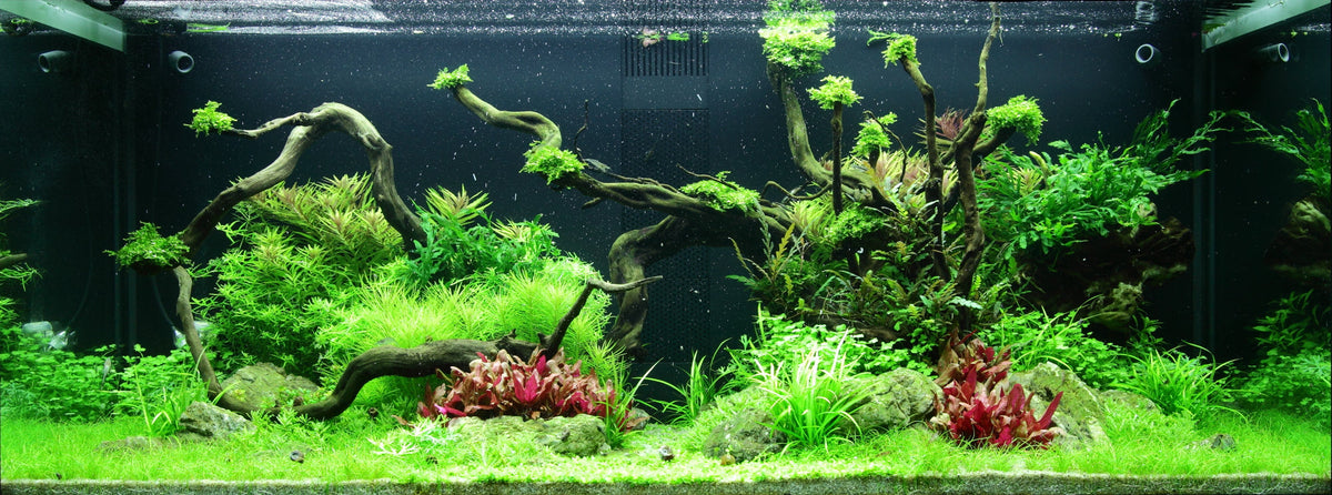 Layout 96 (300 L)