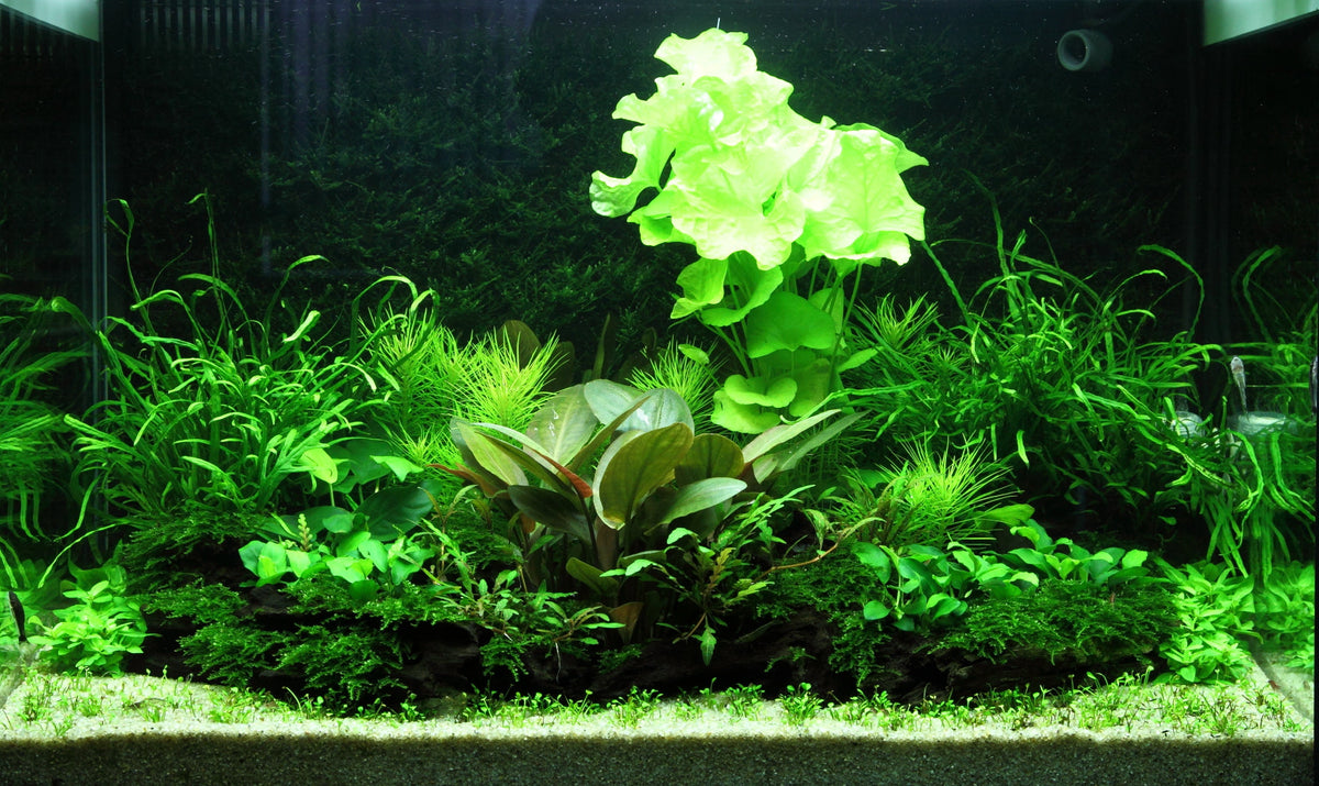 Layout 98 (100 L)
