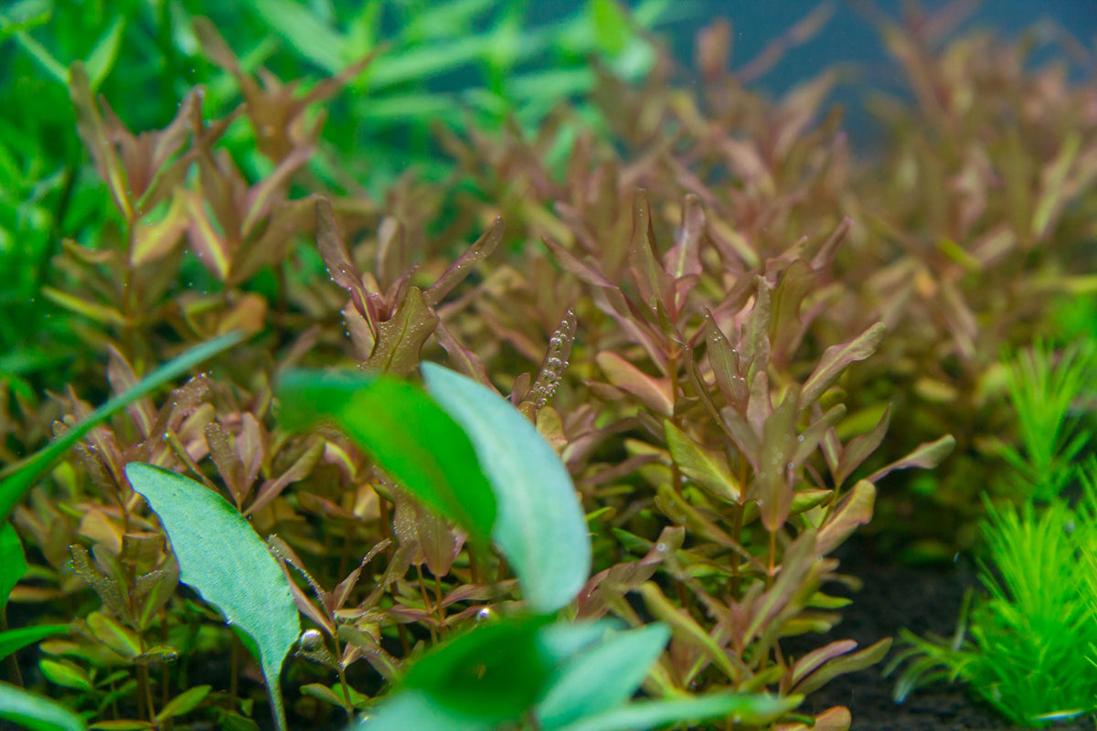 Layout 105 (300 L)