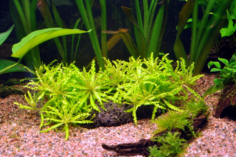 Layout 16 (128 L)