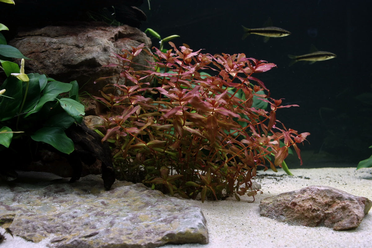 Layout 27 (350 L)