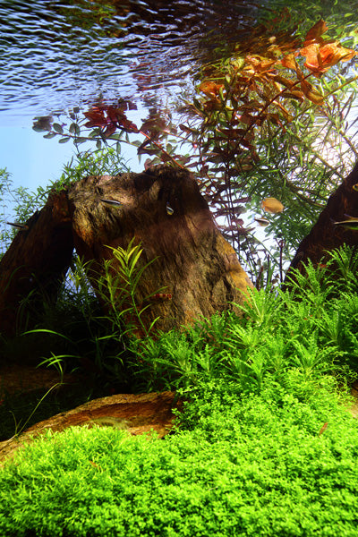 Layout 44 (200 L)