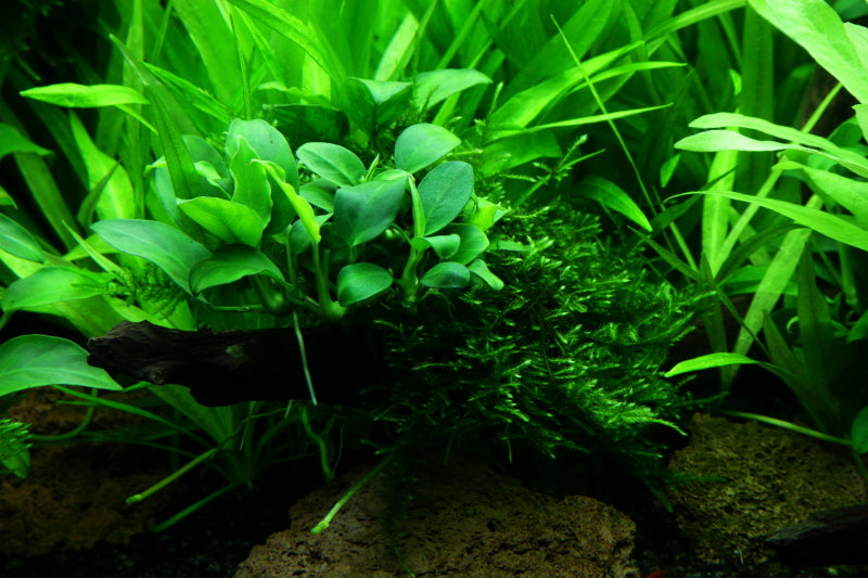 Layout 47 (100 L)