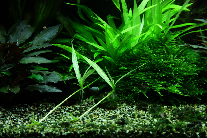 Layout 48 (300 L)