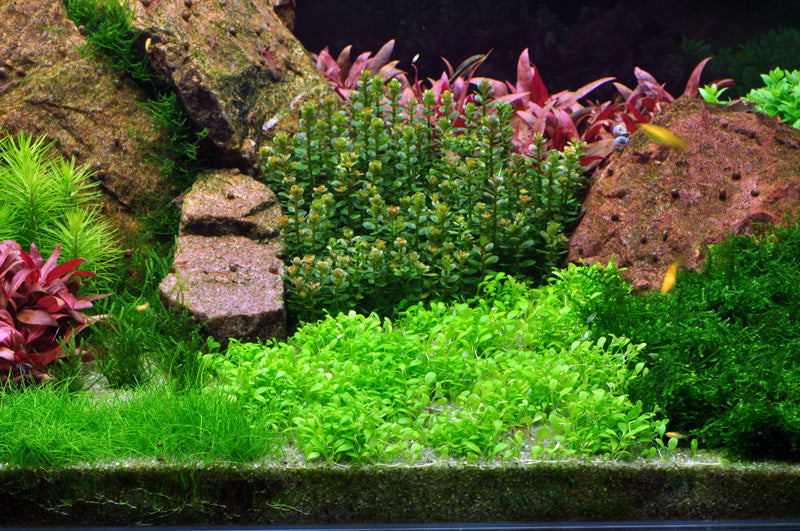 Layout 54 (270 L)