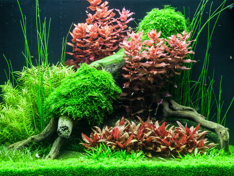 Layout 75 (100 L)