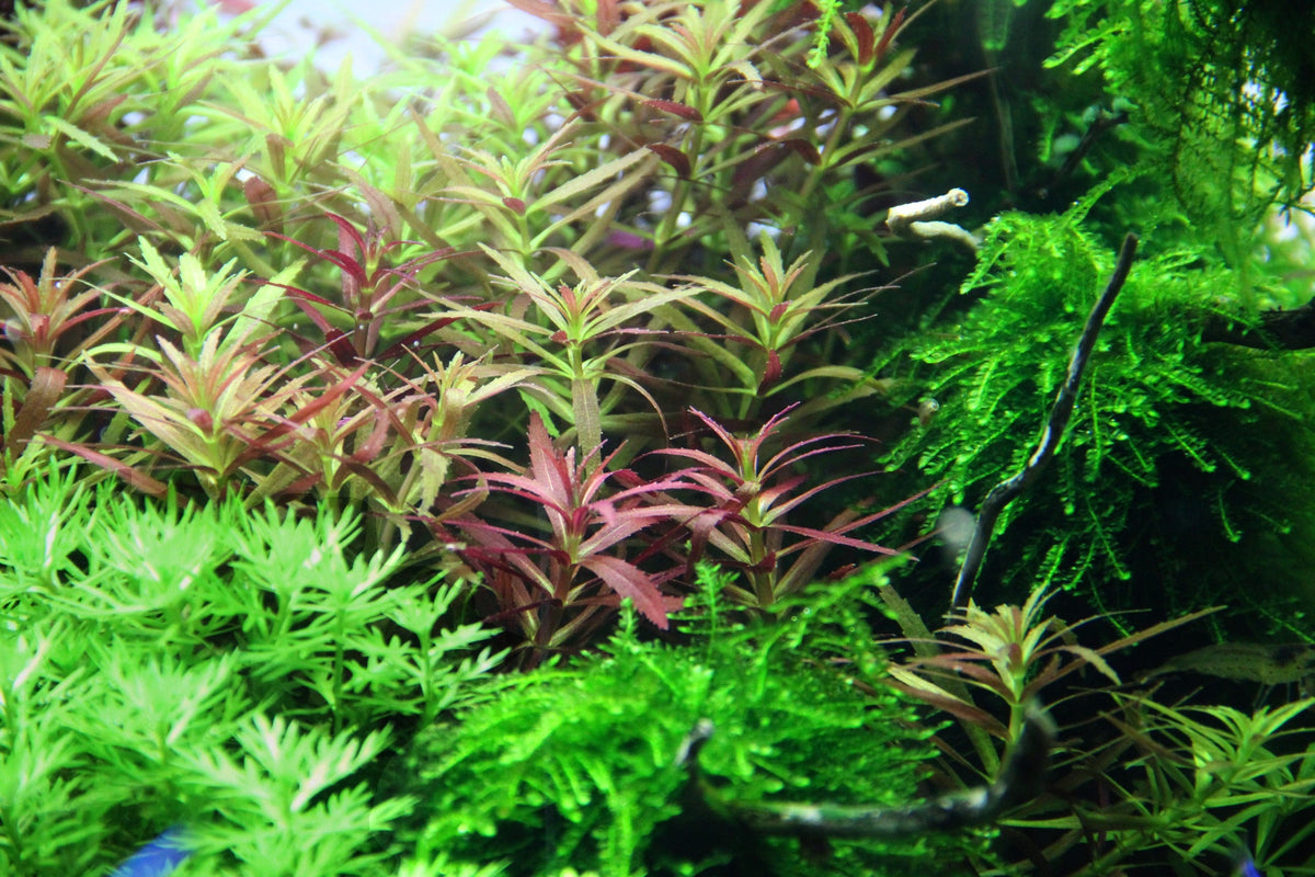 Layout 83 (100 L)