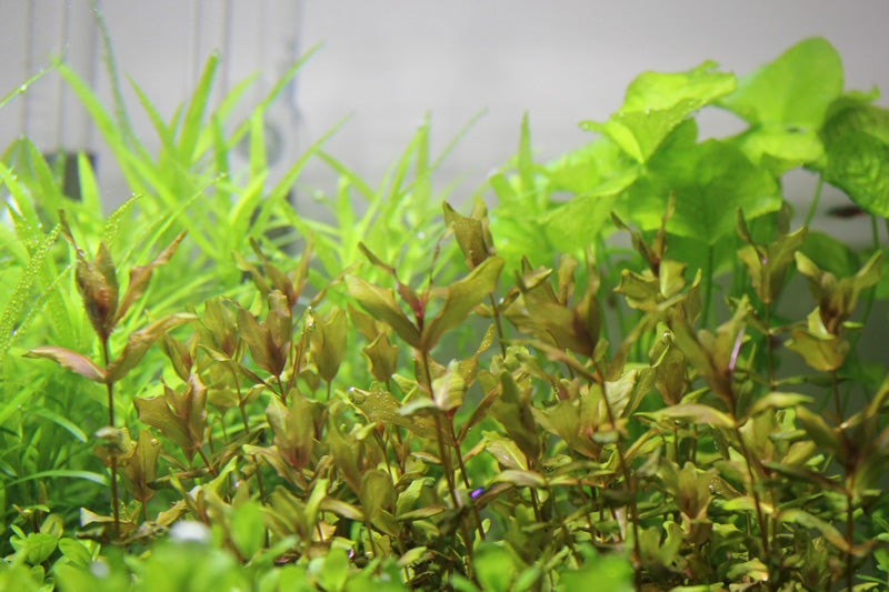 Layout 85 (83 L)