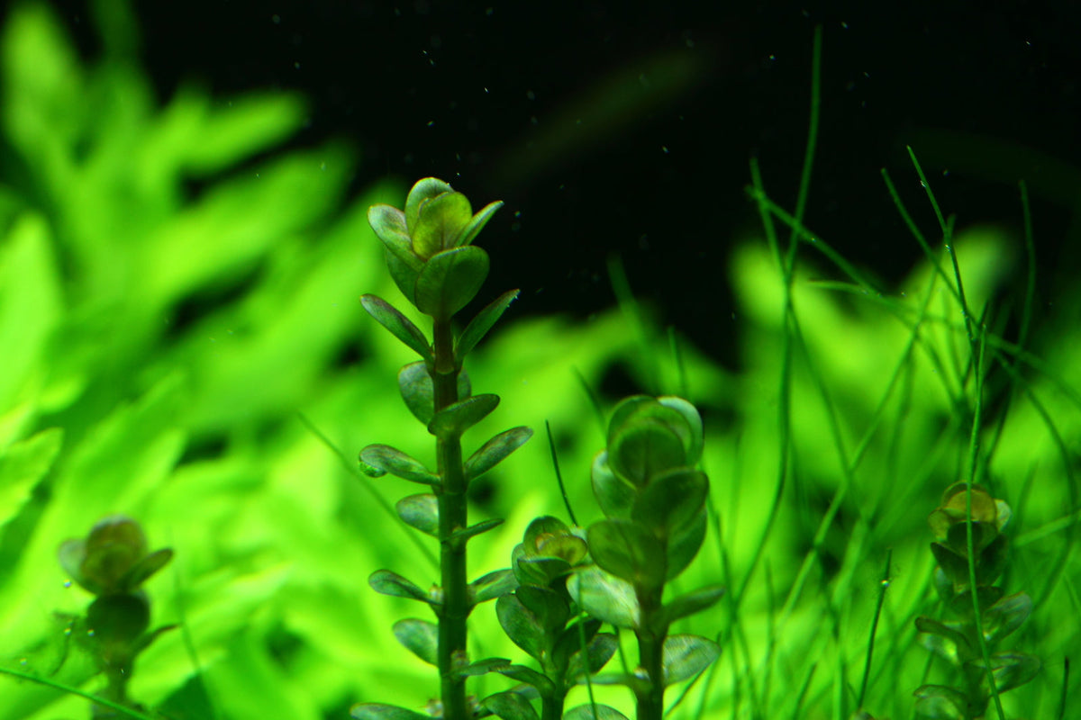 Layout 100 (100 L)