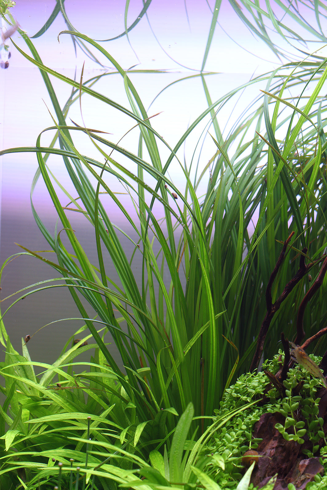 Layout 113 (75 L)