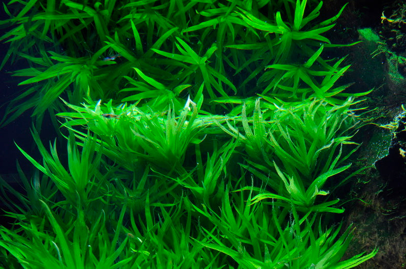 Layout 10 (325 L)