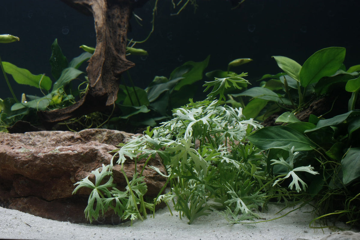 Layout 27 (350 L)
