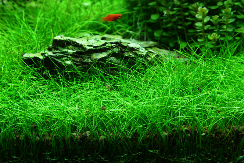 Layout 49 (100 L)