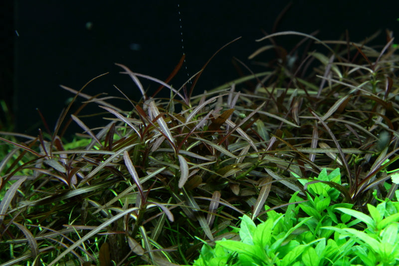 Layout 50 (300 L)